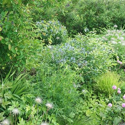 Emerald Prairie Garden