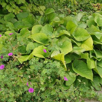 Lambada Fleur Dansante