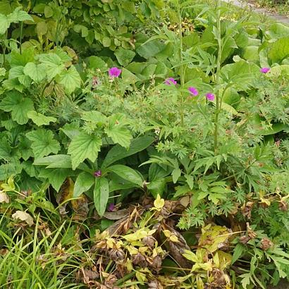 Lambada Fleur Dansante