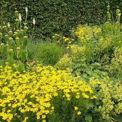 Salsa Fleur Dansante