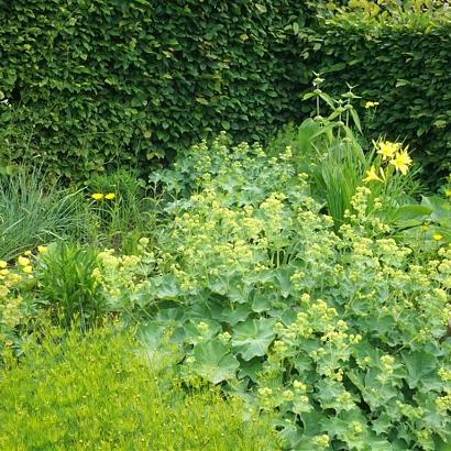 Salsa Fleur Dansante