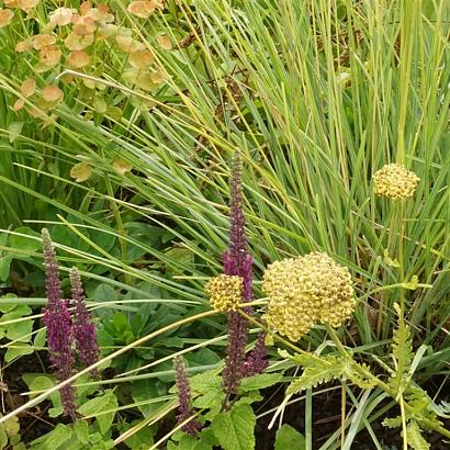 Salsa Fleur Dansante