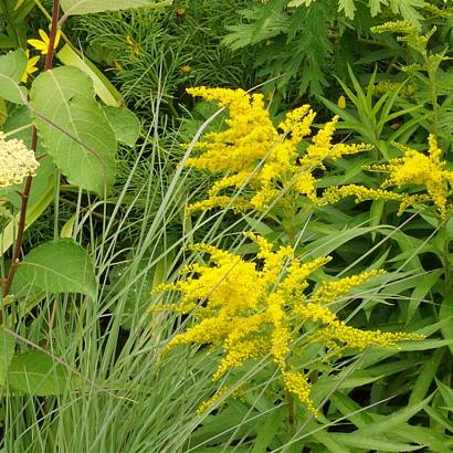 Salsa Fleur Dansante