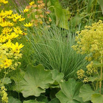 Salsa Fleur Dansante