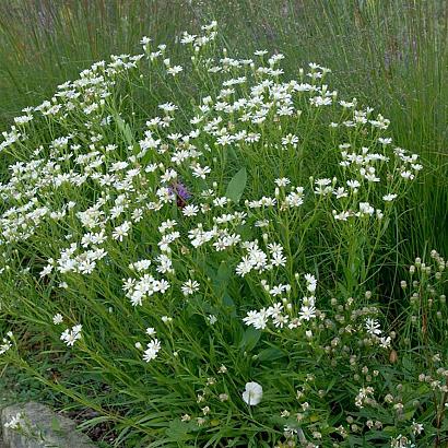 Aster ptarmicoides