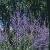 Perovskia 'Blue Spire'