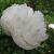 Paeonia off. 'Alba Plena'