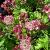 Astrantia maj. 'Rubra'
