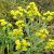 Solidago rigida