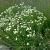Aster ptarmicoides