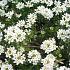 Iberis semp. 'Schneeflocke'