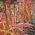 Miscanthus sin. 'Ghana'