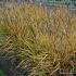Miscanthus sin. 'Kleine Fontäne'