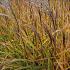 Miscanthus sin. 'Kleine Fontäne'