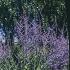 Perovskia 'Blue Spire'