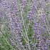 Perovskia 'Blue Spire'