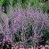 Perovskia 'Blue Spire'