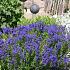 Veronica austr. 'Knallblau'