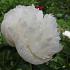 Paeonia off. 'Alba Plena'
