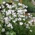 Hesperis matr. 'Alba'