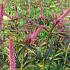 Veronicastrum virg. 'Red Arrows'