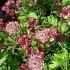 Astrantia maj. 'Rubra'