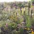 Platinum Prairie Garden
