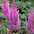 Astilbe c. 'Purpurlanze'