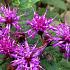 Vernonia baldwinii