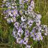 Aster puniceus