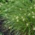 Luzula luzuloides