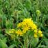 Solidago rigida