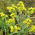 Solidago rigida