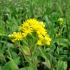 Solidago rigida