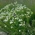 Aster ptarmicoides