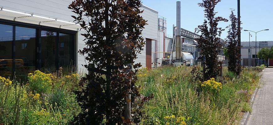 dsc01571 wah prairie voor mars veghel   ralf steegs   lageschaar vaste planten