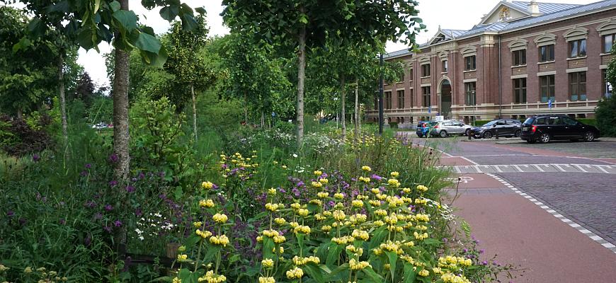 dsc04267 bew wildissimo martinetsingel zutphen    ralf steegs   lageschaar vaste planten