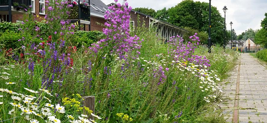 dsc04167 bew wildissimo spoorpark goor    ralf steegs   lageschaar vaste planten