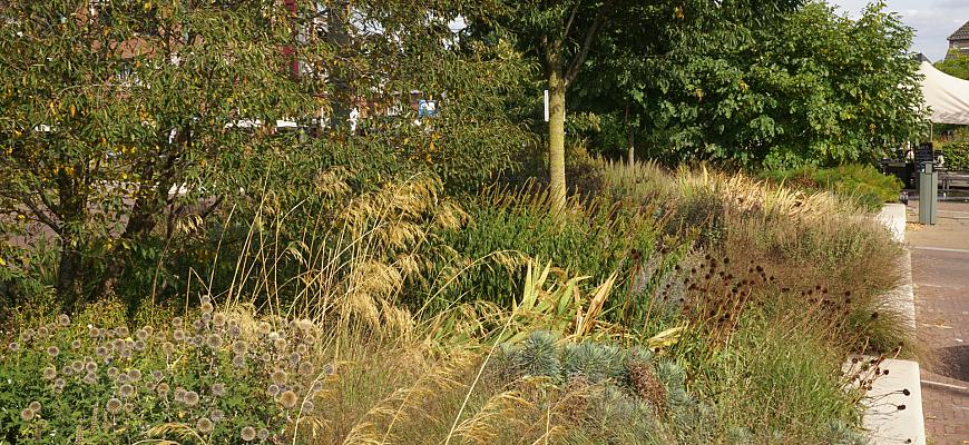 dsc05848 fleur dansante didam    ralf steegs   lageschaar vaste planten