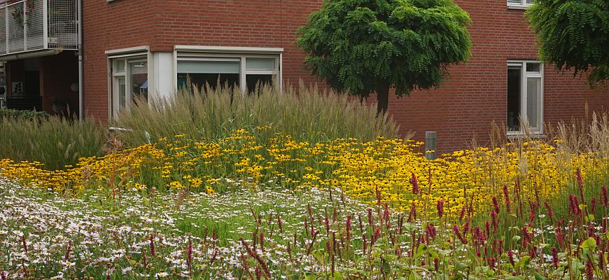 dsc05816 fleur robuste molenhof dinxperlo    ralf steegs   lageschaar vaste planten