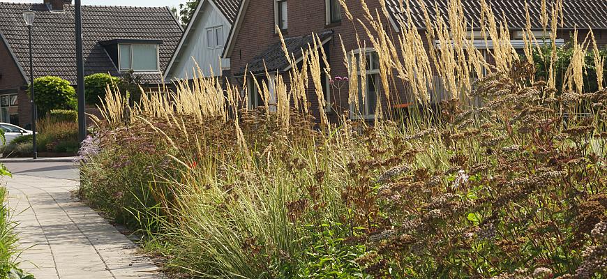 dsc06071 wildissimo achter drempt   ralf steegs   lageschaar