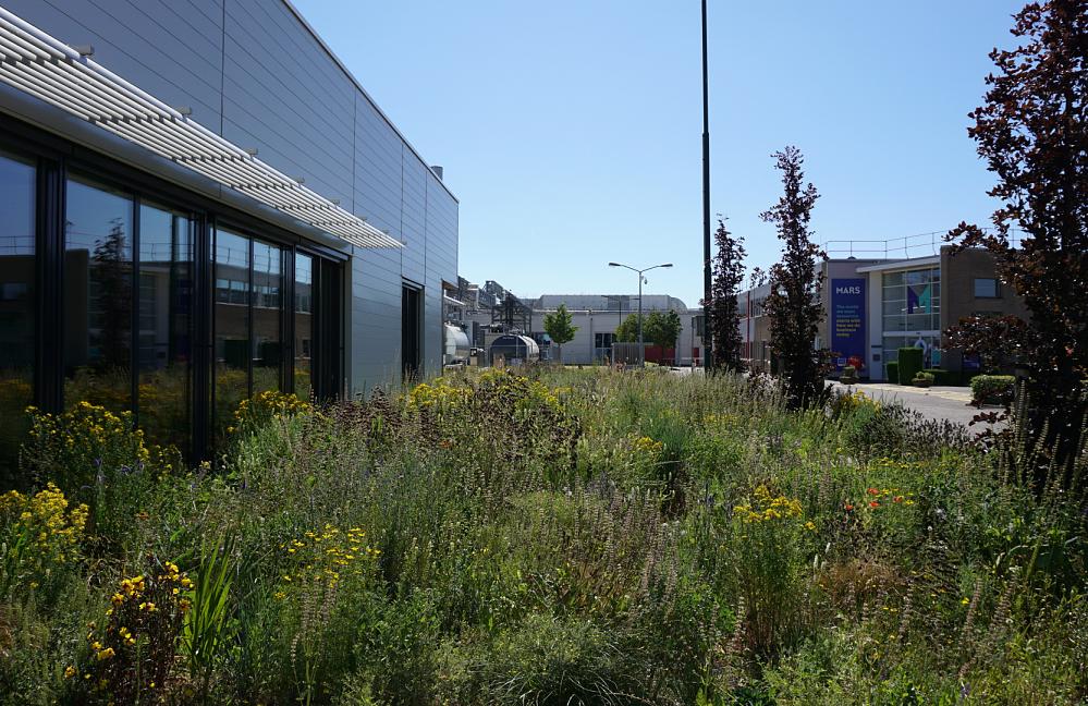 Wildissimo - Prairie voor Mars Veghel