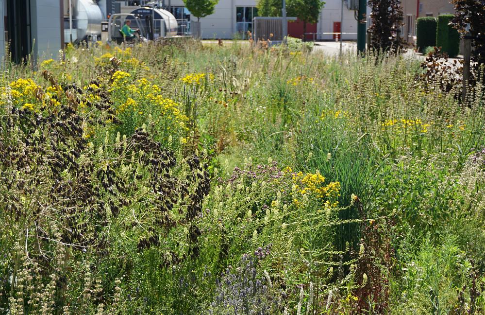 Wildissimo - Prairie voor Mars Veghel