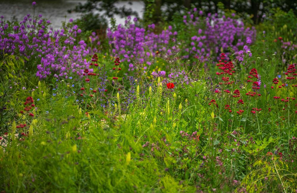 'Wild at Heart' - Floriade Expo 2022