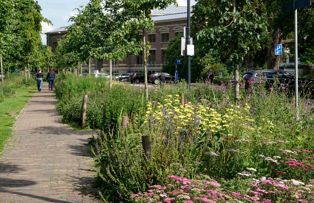 Wildissimo - Martinetsingel Zutphen