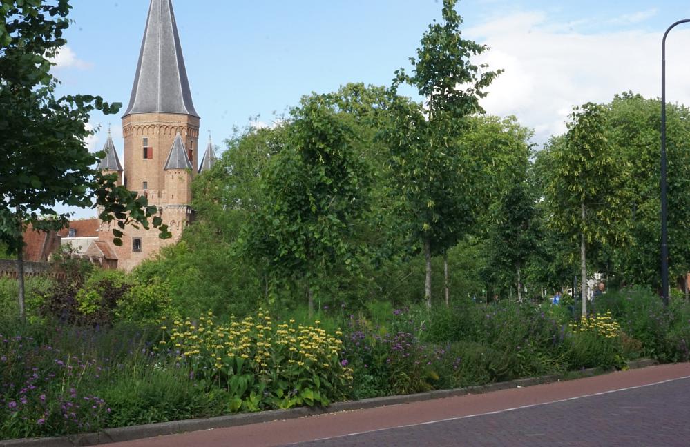 Wildissimo - Martinetsingel Zutphen