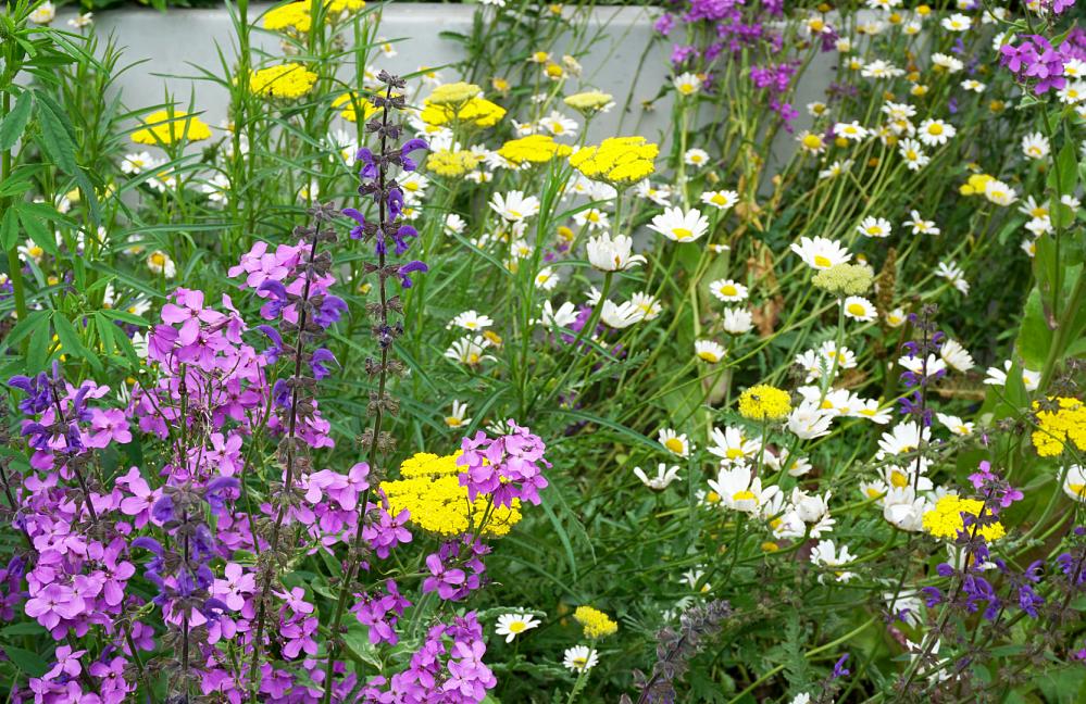 Wildissimo - Spoorpark Goor