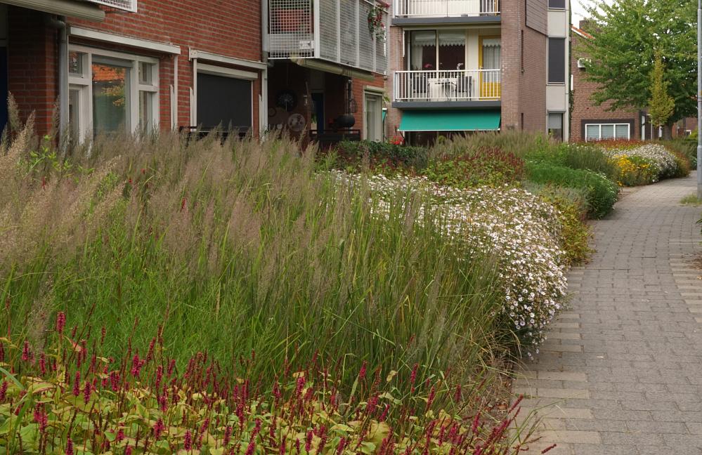 Fleur Robuste - Molenhof Dinxperlo