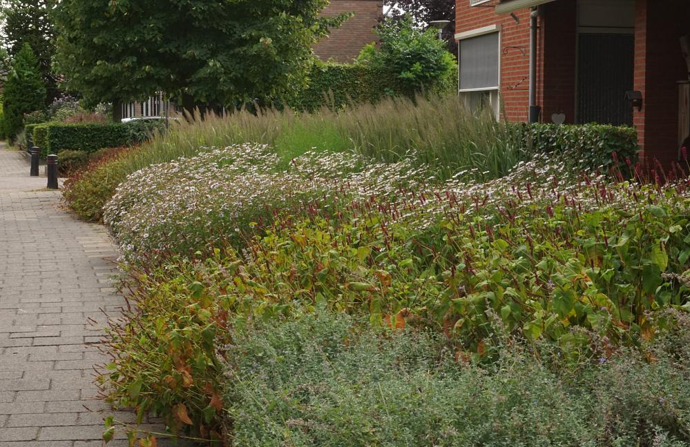 Fleur Robuste - Molenhof Dinxperlo