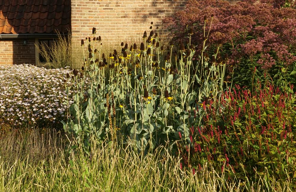 Fleur Dansante - Marktplein Steenderen